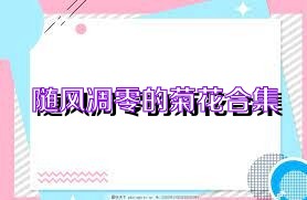 随风凋零的菊花合集
